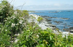 Newport, R.I.:  Sachuest National Wildlife Reserve 6/8/12