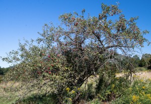 Manchester, VT:  Ancient Apple & Mt. Aeolus 9/19/13