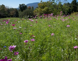 E. Dorset, VT:  Wildflowers & Mt. Equinox  9/19/13