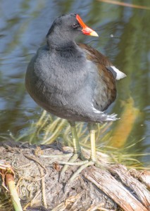 Nassau, Bahamas:  Common Moorhen, 1/6/14