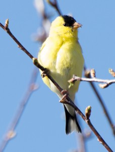 Gold Finch in budding Cherry Tree, E. Dorset, VT  5/7/14