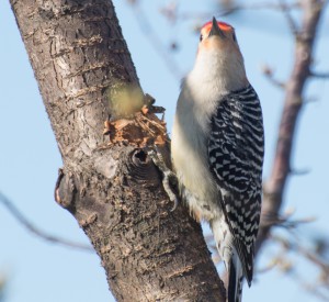 Red-headed Woodpecker in cherry tree, E. Dorset, VT  5/7/14