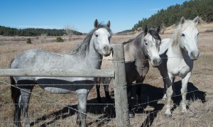 Elbert, Colo.:  Three grays with winter coats  11/8/14