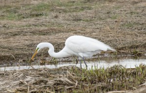 Plum Island, MA:  Great Egret 5/4/15