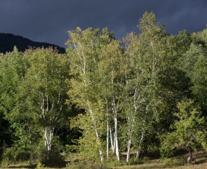 E. Dorset, VT: Birches after thunderstorm 9/16/15