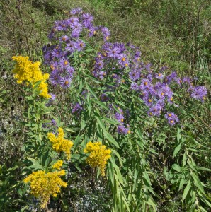 E. Dorset, VT: Early fall wildflowers 9/16/15